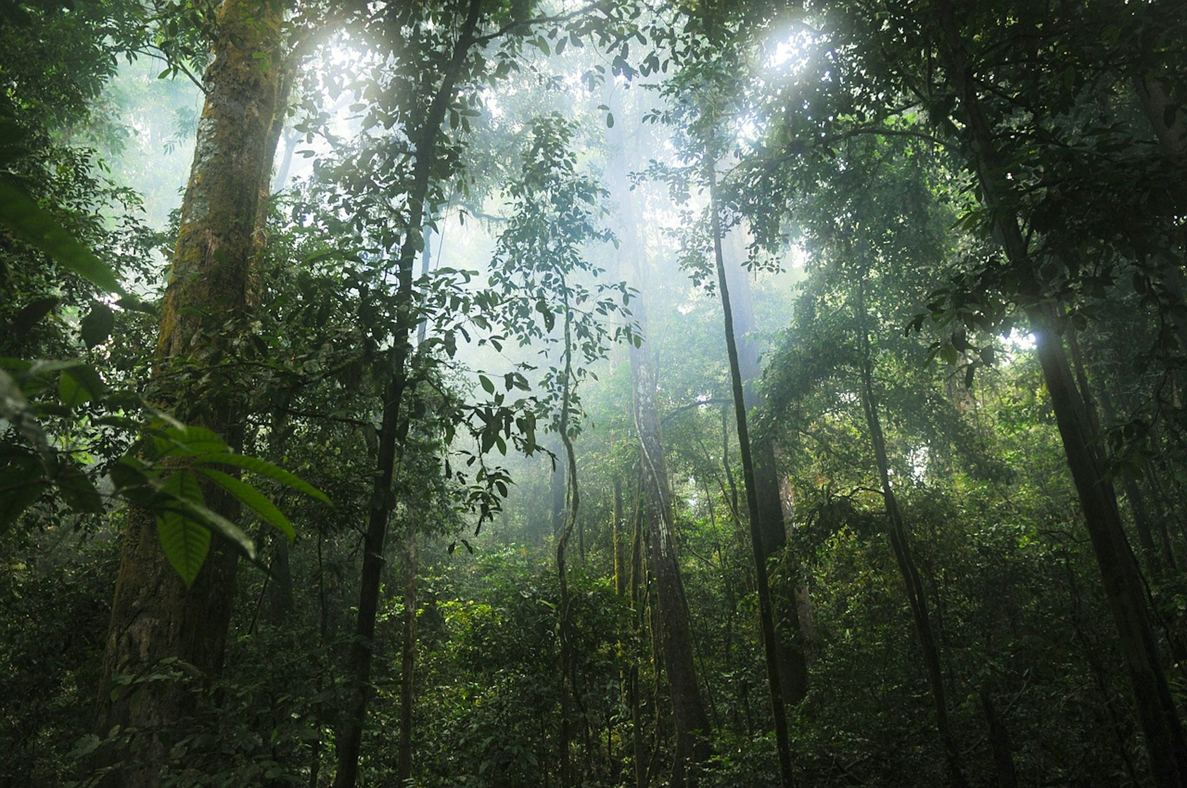 Nieuwe milieuramp dreigt: Amazone stoot meer koolstof uit dan het opneemt
