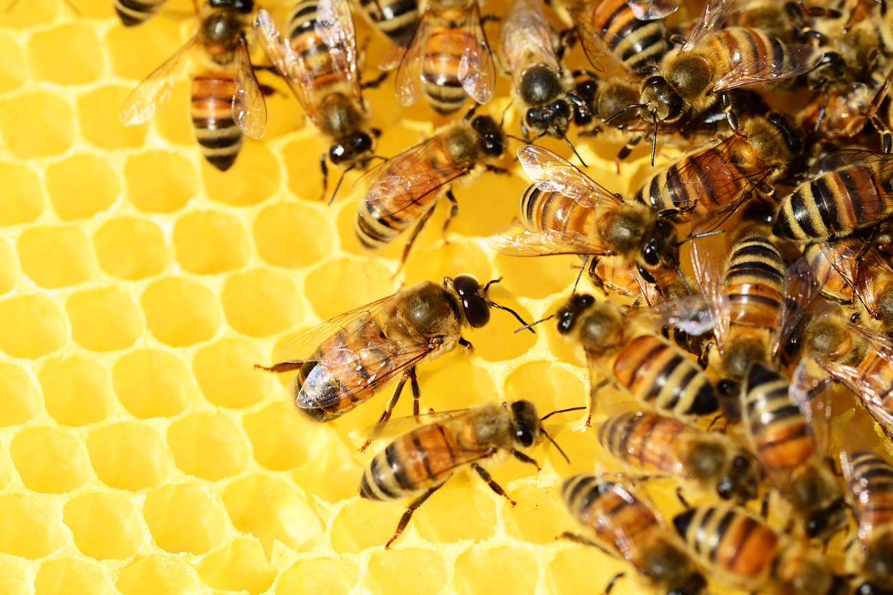 Honingbijen kunnen gered worden van dodelijke virussen door hun suikerwater aan te lengen met een preventief medicijn.