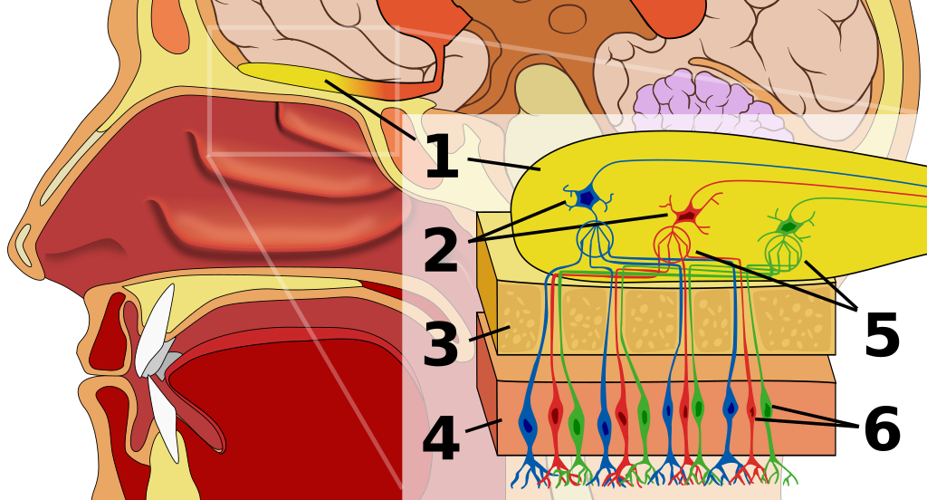 De reis van geur door je hersenen: 1-Reukkolf   2-Zenuwcellen die signaal ontvangen van receptoren en doorzetten (mitrale cellen)   3-Bot   4-Epitheel   5-Korrelcel, werkt samen met andere neuronen om info door te geven   6- Receptoren