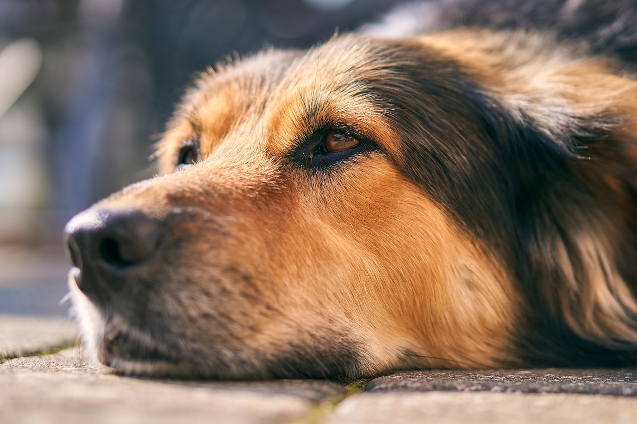 Ruiken honden echt zo veel beter dan mensen? Wetenschappers denken van niet. Ook mensen kunnen ziektes, emoties en zelfs gender ruiken.