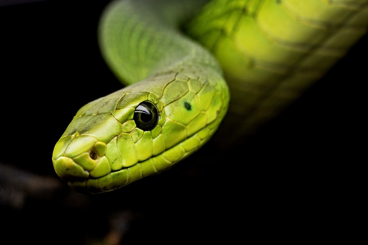 Mensen kunnen infrarode straling niet zien, maar wel voelen in de vorm van warmte. Slangen hebben echter receptoren waardoor zij infrarood wél kunnen waarnemen.