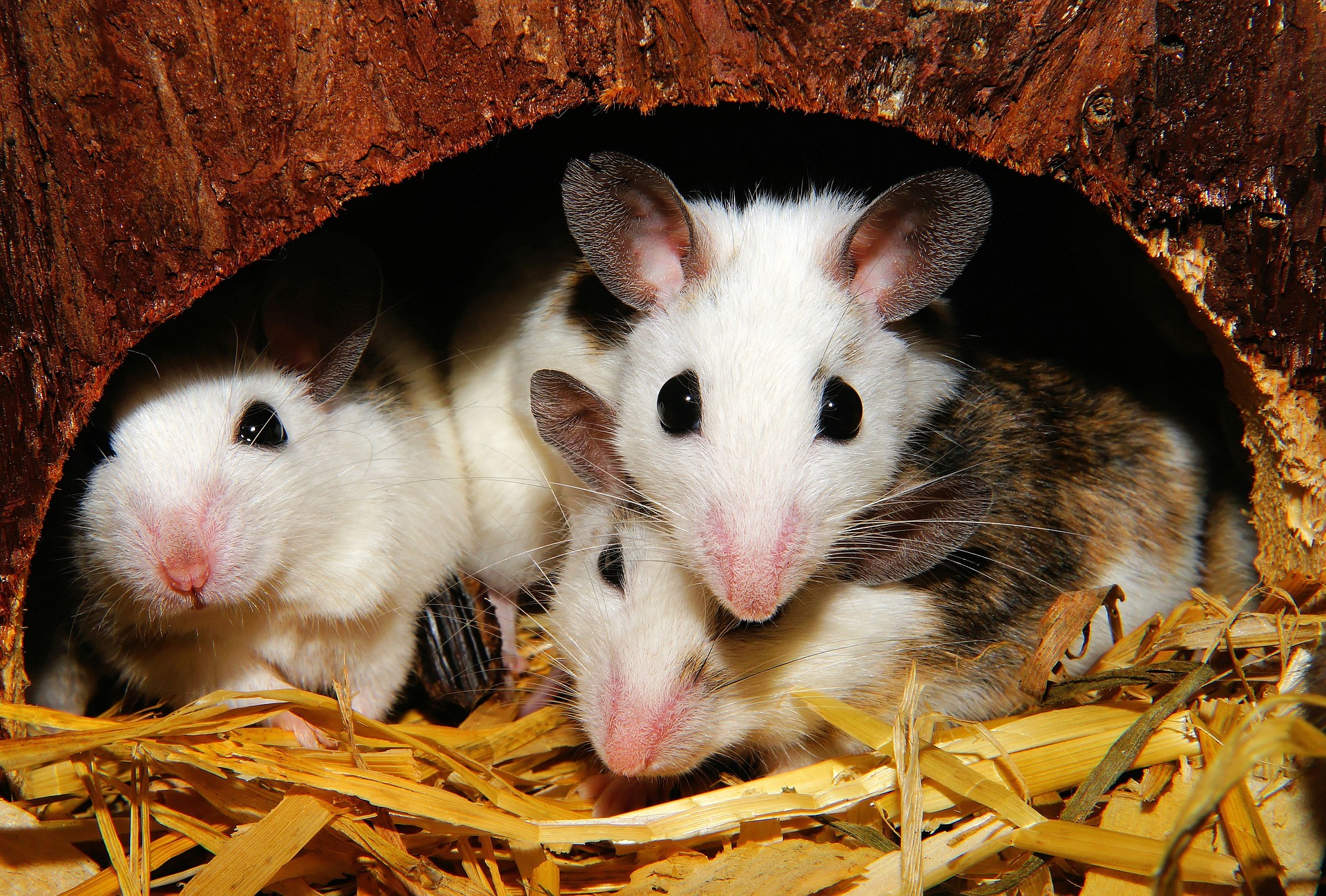 Muizen ruiken met wie ze bepaalde genen gemeen hebben. Die vinden ze het aardigst.