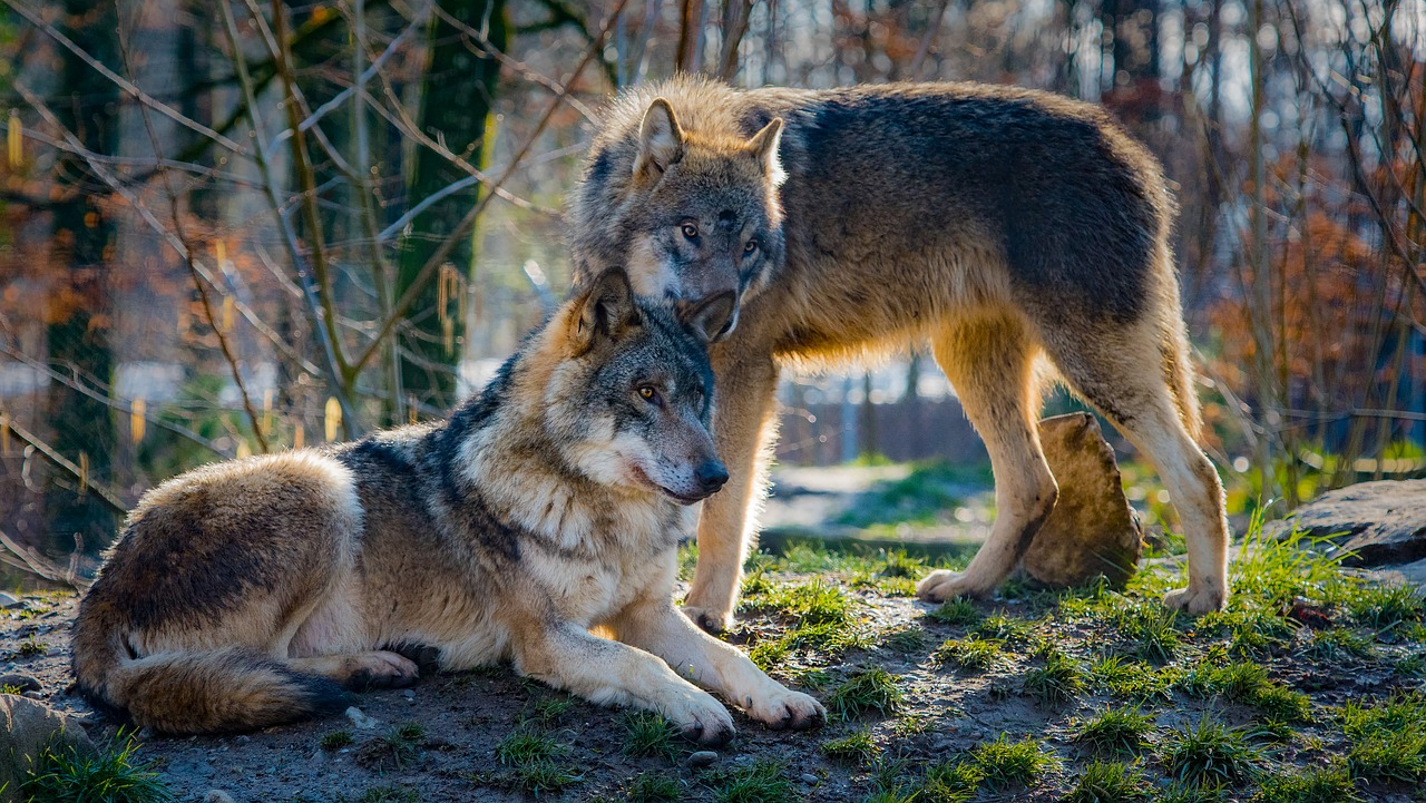 Foto: Pixabay.com. Ook wolven vinden een familielid als partner geen probleem.
